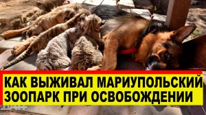 Как выживал Мариупольский Зоопарк - Освобожденный Мариуполь приходит в норму - Новости