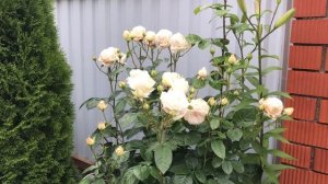 Компаньоны для роз ч. 3.