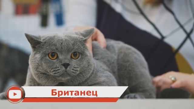 САМЫЕ ОПАСНЫЕ ПОРОДЫ КОШЕК