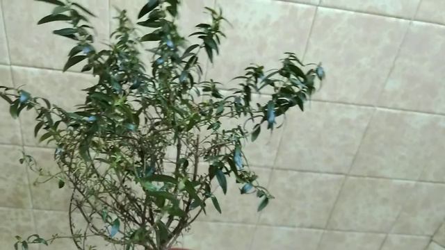 МИРТ ПЕРЕЗИМОВАЛИ!!!ЧАСТЬ 1 11 февраля 2022 г. смотреть онлайн