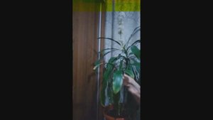 ДРАЦЕНА ДУШИСТАЯ.РАЗМНОЖЕНИЕ.ПРИМЕТЫ,ЦВЕТЕНИЕ.