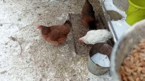 //Чем кормить гусей и уток зимой//Подробно рассказываю//