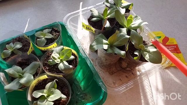 Подкормка эустомы монокалийным фосфатом