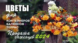 Цветы для контейнеров, балконов, террас — бегонии, пеларгонии и др. Продажа саженцев