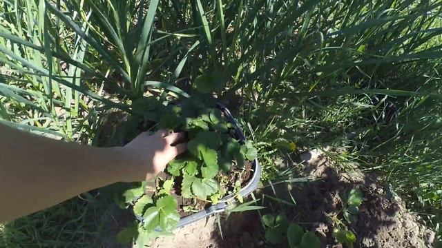 Вертикальная грядка клубники смотреть онлайн