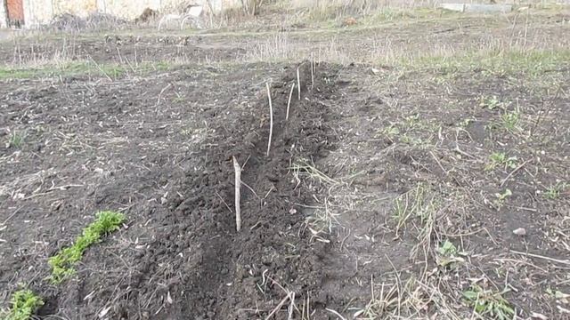 Посадка миндаля - мой способ смотреть онлайн