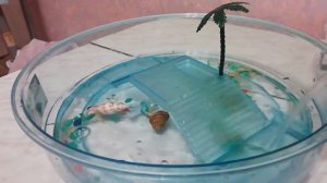 КОШКА ХОЧЕТ СЪЕСТЬ ЧЕРЕПАХ! КУПИЛА ЧЕРЕПАХ! ОБУСТРАИВАЕМ ДОМИК ДЛЯ ЧЕРЕПАШЕК!