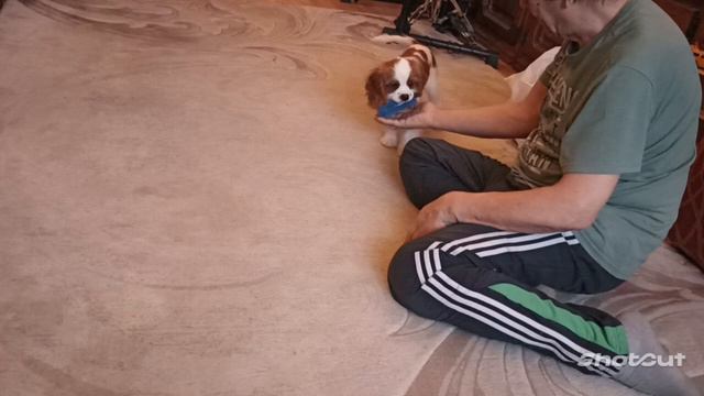 Армани играет. смотреть онлайн