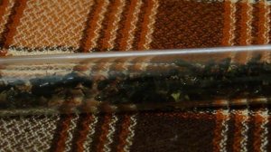 Новая колония Camponotus Japonicus