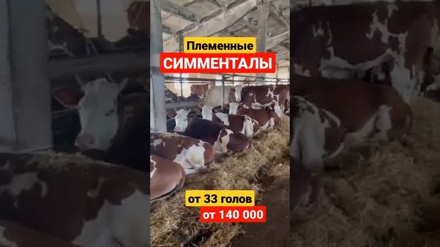 Племенные Симменталы нетели от 33 голов  #simmental #cows #fermer #симментал #крс #продажакрс