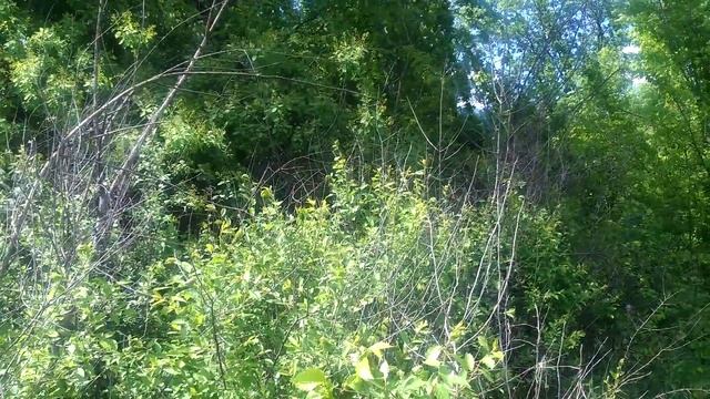 Гнездо зарянки смотреть онлайн