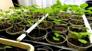 Две ложки, и рассада становится коренастой никогда не болеет
