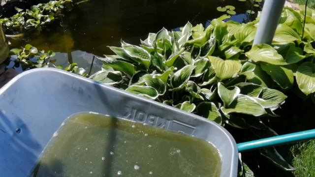 МУТНАЯ ВОДА. ПОЧЕМУ ПОМУТНЕЛА? НУЖНО ПРОСТО... смотреть онлайн