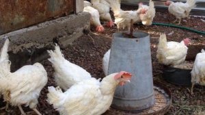 Разведение кур породы Хай Лайн как бизнес идея | Птицеводство | Куры Хай-Лайн