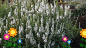 Вероника колосистая Альба. Краткий обзор, описание характеристик veronica spicata Alba