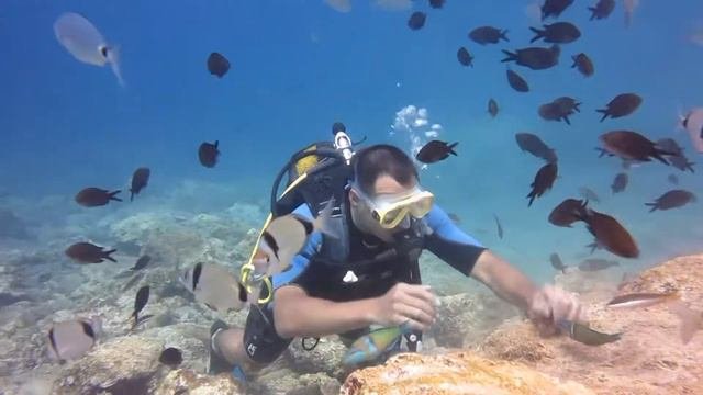 #дайвинг #море #отдых Дайвинг - Средиземное море_Diving_подводное погружение