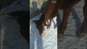 Соль для коров, как давать