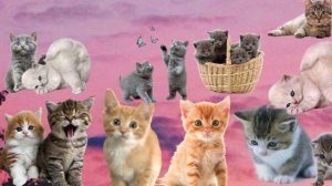 писк маленьких котят🥰