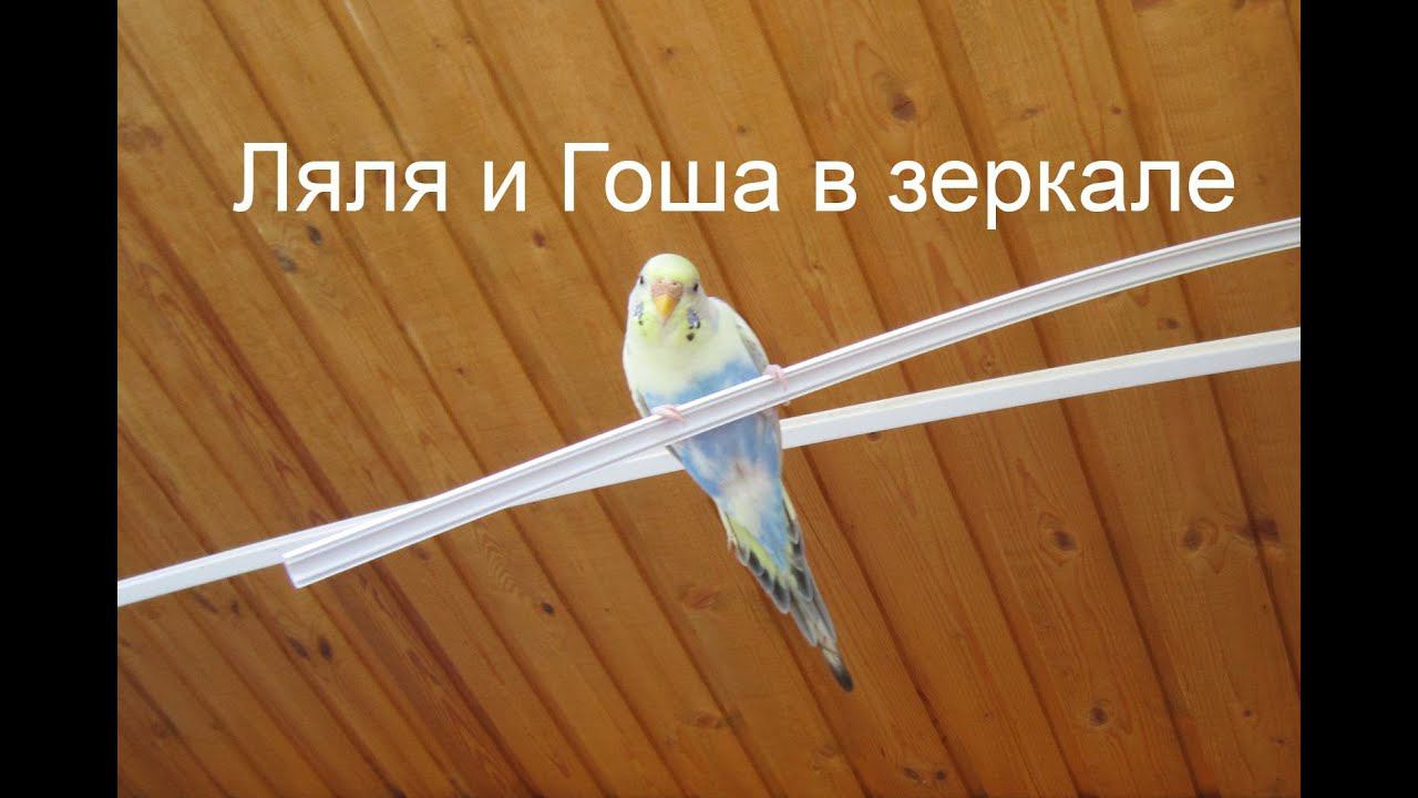 Ляля Гоша в зеркале -волнистые попугаи