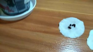 ВЫРАЩИВАНИЕ ЯБЛОНИ ИЗ КОСТОЧКИ !!!!