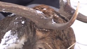 Охота на лосей и косуль. Охота на ланей. Охотничьи приключения в Норвегии (Охотник и рыболов)