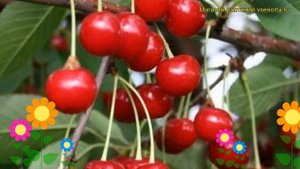 Вишня Норд Стар. Краткий обзор, описание характеристик, где купить саженцы prunus cerasus North Sta