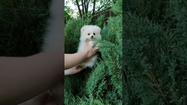 Мальчик Шпиц Немецкий малый смотреть онлайн