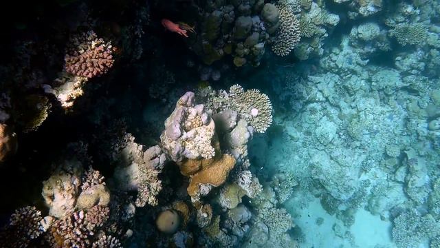 Египет 2014 Crowne Plaza REEF1