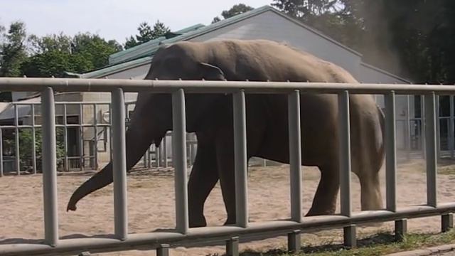 Elephant dustbathing in Kyiv Zoo смотреть онлайн
