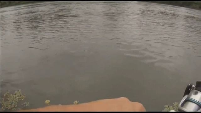 большой сом атакует судака - это надо видеть смотреть онлайн