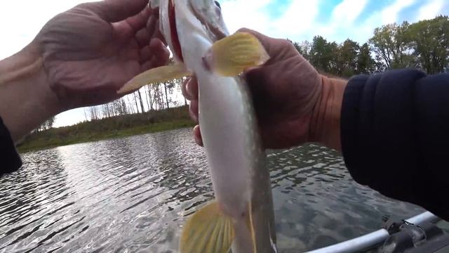 Твичинг воблеров на вечерней зорьке! Рыбалка на спиннинг! смотреть онлайн