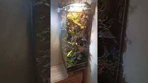 Обзор домашнего террариума 40*40*100 см