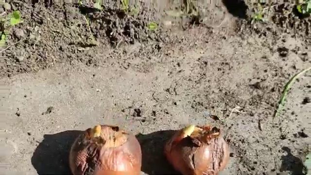 Конец августа - пора посадки безвременника смотреть онлайн