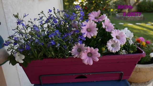 ЦВЕТОЧНЫЕ КОМПОЗИЦИИ ДЛЯ ФАСАДА ДОМА/ ПОДВЕСНЫЕ КАШПО # 5 смотреть онлайн