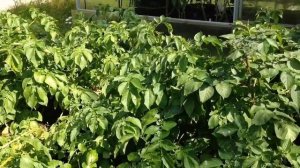 Мой ОГОРОД в МЕШКАХ. "ОБЗОРКА" пятая от 4 августа.ДНЕВНИК МЕШОЧНИКА 2019. Запись 12.