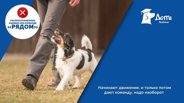 Команда "Рядом" - как научить собаку правильно? Выдержка "Сидеть", "Лежать". Школа дрессировки соба