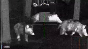 Охота с тепловизионным прицелом IWT