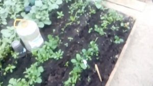 Редис в теплице. Лучшие проверенные сорта. На Урале.