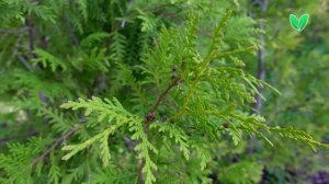 Туя Брабант, ориг. Thuja occidentalis Brabant, Зеленый Сад