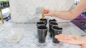 ???КАК ВЫРАСТИТЬ РАССАДУ КАБАЧКОВ !