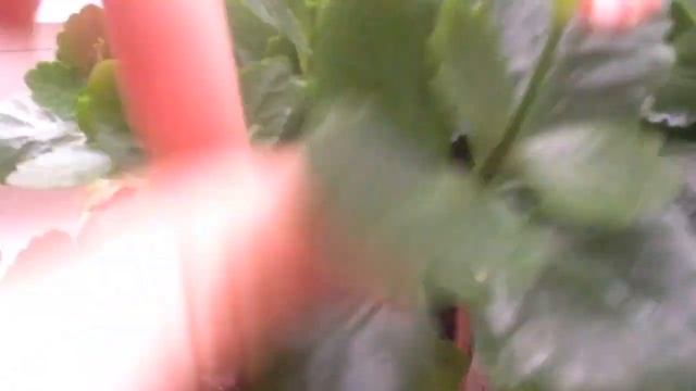 Каланхое. Обрезка после цветения. Сравним. *ЕленаТ*