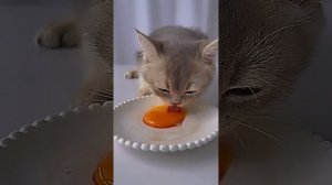 -милый котенок кушает сырое мясо и яйцо✨?