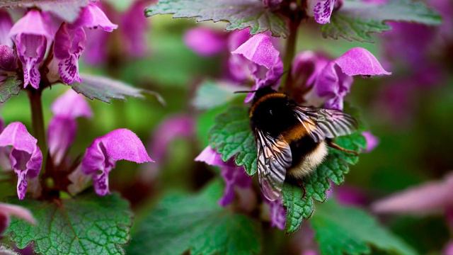 ШМЕЛЬ - РОДСТВЕННИК ПЧЕЛЫ и такой же трудоголик!!! Интересные факты о шмелях!!! смотреть онлайн