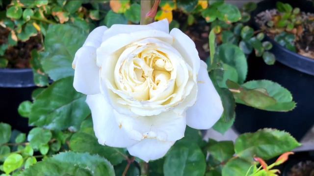 Pope John Paul II | White Hybrid Tea Rose смотреть онлайн