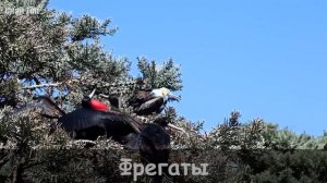 6 классных птиц со странной внешностью