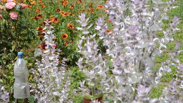 Огромные насекомые летают над цветами смотреть онлайн