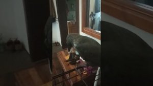 Как обучать Галку. Полезное видео, мастер класс