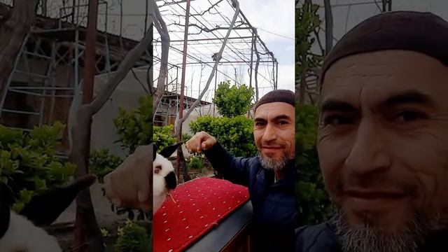 Как научить кролика... how to teach a rabbit... смотреть онлайн