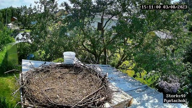 Пятачок готовится к отлёту. 3 августа 2023 смотреть онлайн