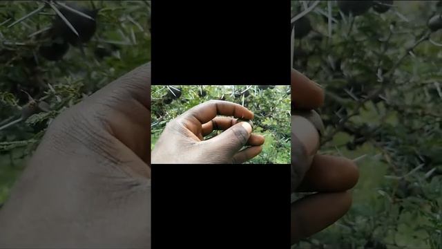 "whistling thorn acacia"🍀 used as fencing material in our Maasai community and medicinal purposes. смотреть онлайн
